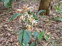 Phaius tankervilleae swamp orchid_5 